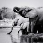 Namibia Elephants