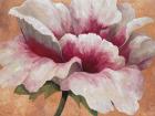 Pink Begonia