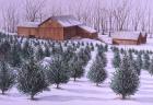 Xmas Tree Farm