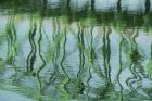 Green Bridge Reflection in Water
