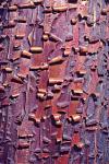 Madrone Tree Bark Abstract pattern
