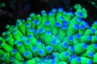 Fluorescing Wnderwater Macro Images