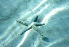 Sea Star Abstract