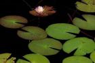 Lily Pads, Okavango Delta, Botswana