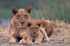 Lions, Okavango Delta, Botswana