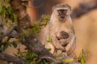 Vervet monkey and infant, Okavango Delta, Botswana