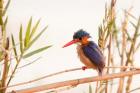 Close-up of Malachite kingfisher, Chobe National Park, Botswana