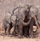 Mother and baby elephant preparing for a dust bath, Chobe National Park, Botswana