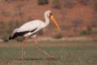 Saddle-billed Stork, Chobe National Park, Botswana