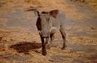 Botswana, Chobe NP, Linyanti, Warthog