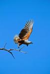 Botswana, Chobe NP, African Fish