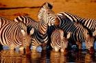 Botswana, Chobe NP, Linyanti Reserve, zebra