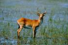 Botswana, Okavango Delta, Red Lechwe wildlife