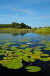 Water lilies, Okavango Delta, Botswana, Africa