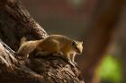 Tree squirrel, Okavango Delta, Botswana, Africa