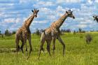 Giraffe, Nxai Pan National Park, Botswana, Africa