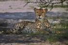 Cheetah,Acinonyx jubatus, Nxai Pan NP, Botswana, Africa