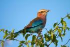 Lilac-breasted Roller, Nxai Pan National Park, Botswana, Africa