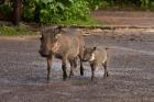 Warthog and babies, Chobe Safari Lodge, Kasane, Botswana, Africa