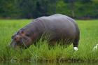 Hippo and Cattle Egret by Chobe River, Chobe NP, Botswana, Africa