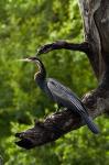 African Darter perched Chobe NP, Kasane, Botswana, Africa