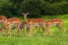 Herd of Impala, by Chobe River, Chobe NP, Kasane, Botswana, Africa