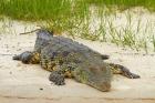 Nile crocodile, Chobe River, Chobe NP, Kasane, Botswana, Africa