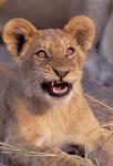 Close-Up of Lion, Okavango Delta, Botswana