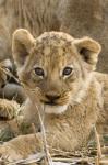 Okavango Delta, Botswana A Close-Up Of A Lion Cub