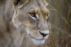 Okavango Delta, Botswana Close-Up Of A Female Lion