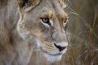 Okavango Delta, Botswana Close-Up Of A Female Lion