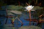 Botswana, Okavango Delta. Water Lily of the Okavango