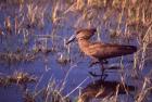 Hamerkop, Okavango Delta, Botswana