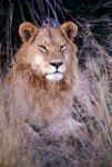 African Lion, Botswana