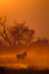 Burchell's Zebra at Sunset, Okavango Delta, Botswana