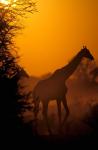 Southern Giraffe and Acacia Tree, Moremi Wildlife Reserve, Botswana