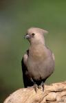 Grey Lourie, Okavango Delta, Botswana