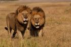 Lions, Duba Pride Males, Duba Plains, Okavango Delta, Botswana