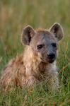 Spotted Hyena, Mombo Area, Chief's Island, Okavango Delta, Botswana