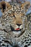 Leopard Female Cub, Savuti Channal, Linyanti Area, Botswana