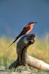 Botswana, Chobe NP, Carmine Bee Eater bird, Chobe River