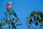 Lilac-Breasted Roller in Savuti Marsh, Chobe National Park, Botswana