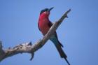 White-Fronted Bee Eater, Chobe River, Chobe National Park, Botswana