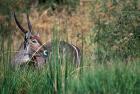 Waterbuck Feeds in Marsh, Khwai River, Moremi Game Reserve, Botswana