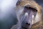 Chacma Baboon, Chobe River, Chobe National Park, Botswana