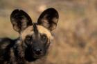 Botswana, Chobe NP, African Wild Dog, Savuti Marsh