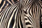 Tight Portrait of Plains Zebra, Khwai River, Moremi Game Reserve, Botswana