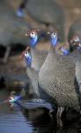 Flock of Helmeted Guineafowl, Savuti Marsh, Chobe National Park, Botswana