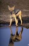 Botswana, Chobe NP, Black Backed Jackal wildlife