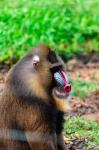 Africa, Cameroon, Limbe. Mandrill at Limbe Wildlife Center.